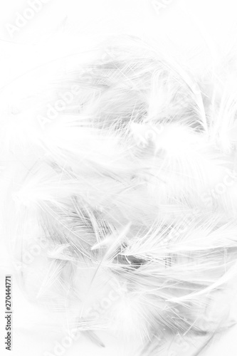 Beautiful abstract colorful white and black light feathers wall pattern textures background and wallpaper art