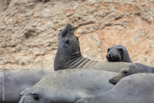 elephant seals on beach at Point Reyes