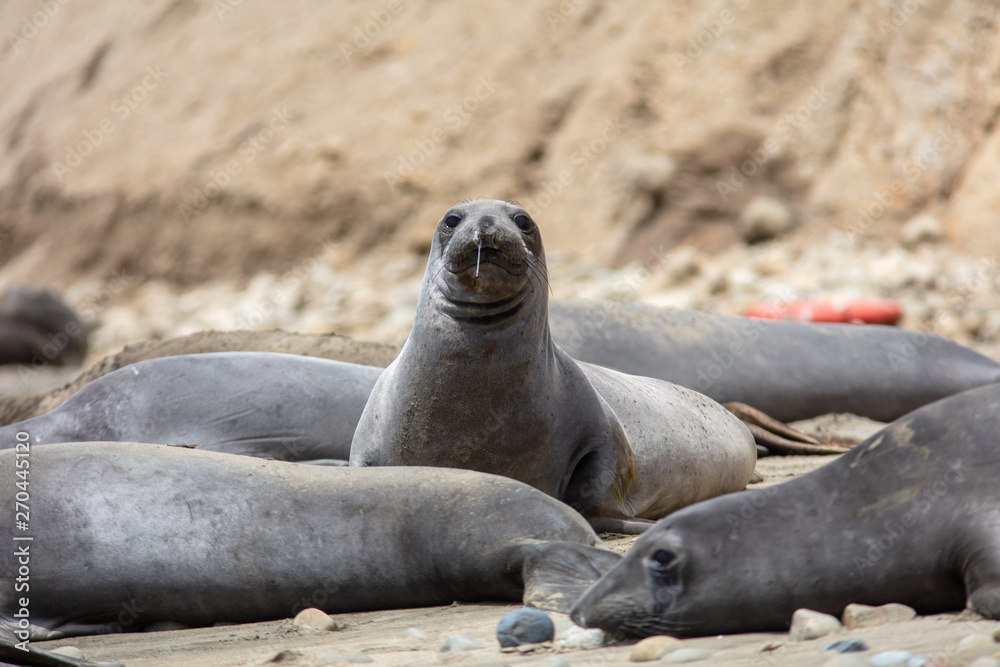 Fototapeta premium elephant seals on beach at Point Reyes