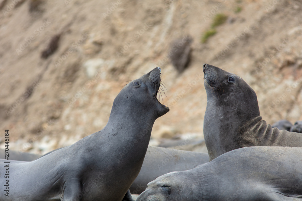 Naklejka premium elephant seals on beach at Point Reyes