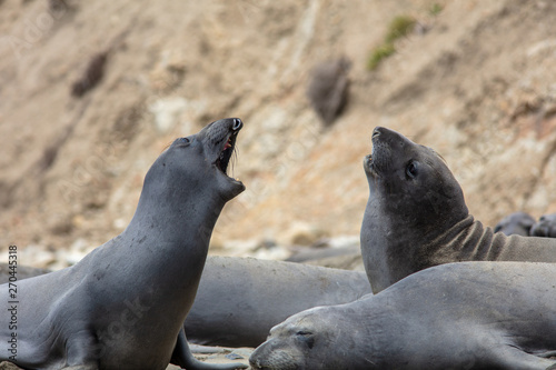 elephant seals on beach at Point Reyes