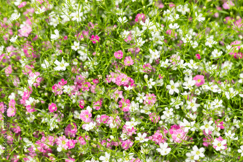 Closeup many little gypsophila pink and white flowers background