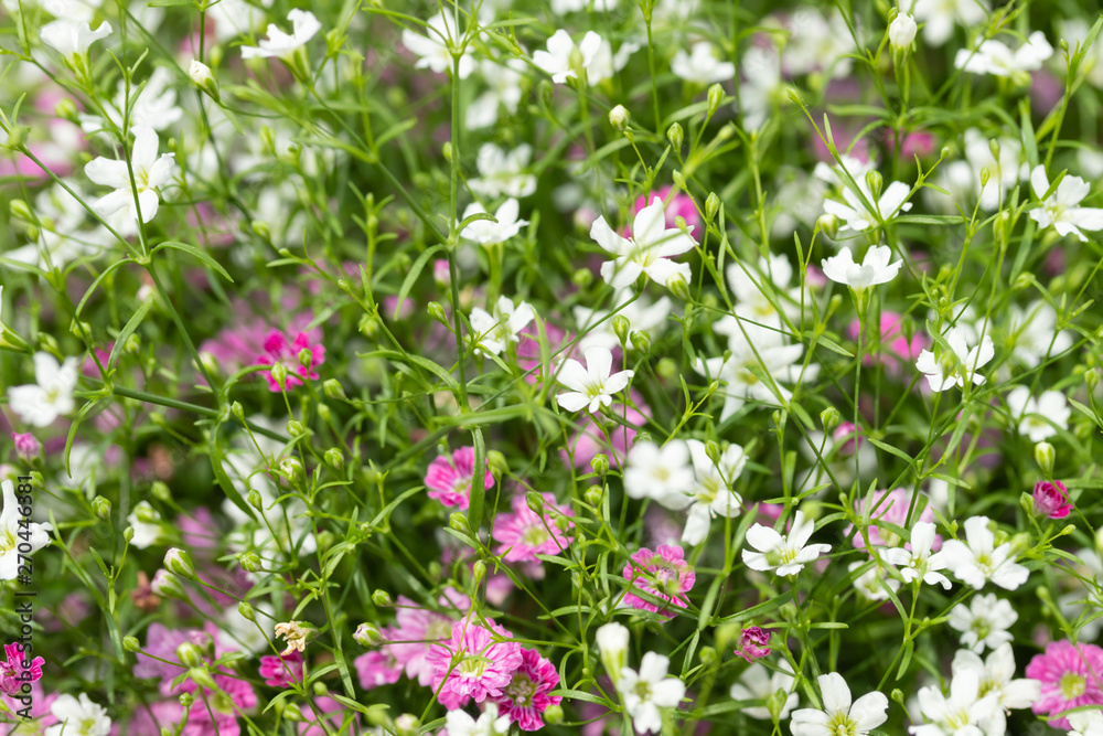 Closeup many little gypsophila pink and white flowers background Closeup many little gypsophila pink and white flowers background