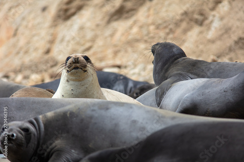 elephant seals on beach at Point Reyes