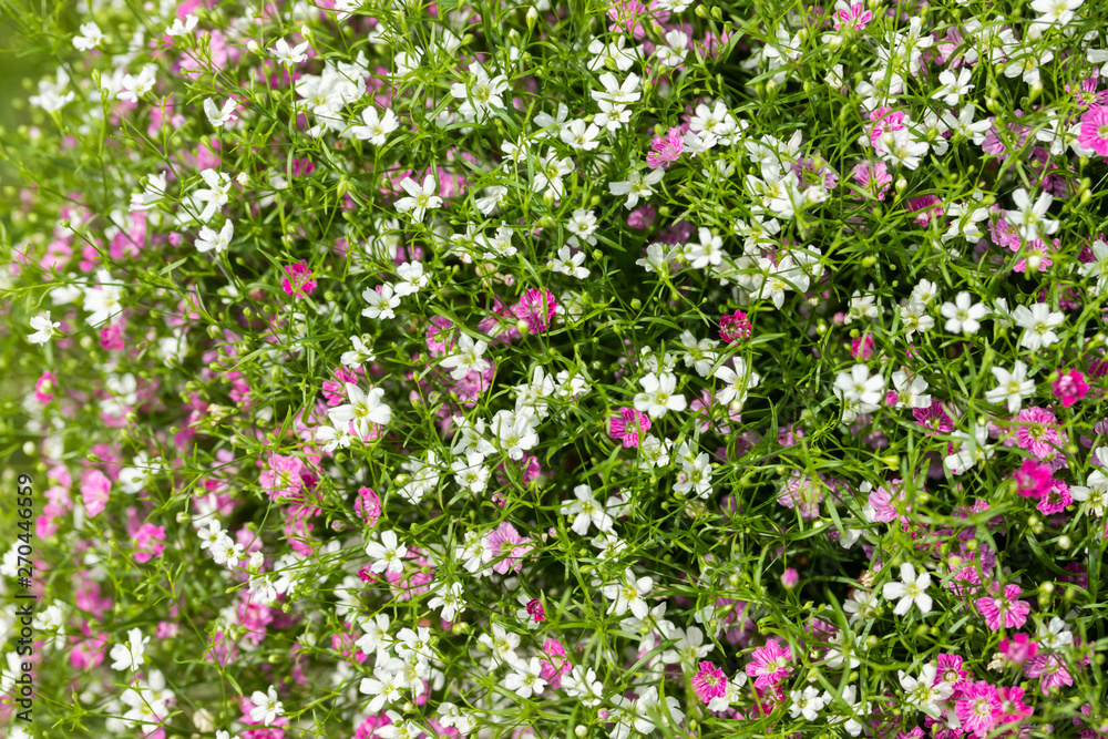 Closeup many little gypsophila pink and white flowers background Closeup many little gypsophila pink and white flowers background