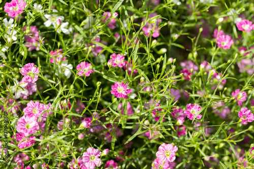 Closeup many little gypsophila pink and white flowers background