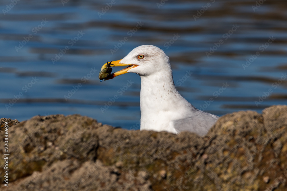 Fototapeta premium seagull with crab