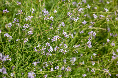 Macro lilac wildflowers and bees