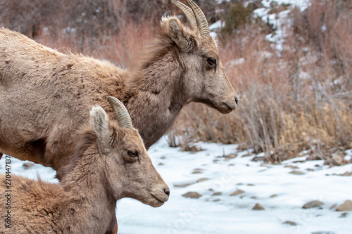 Bighorn Sheep Along the Platte River