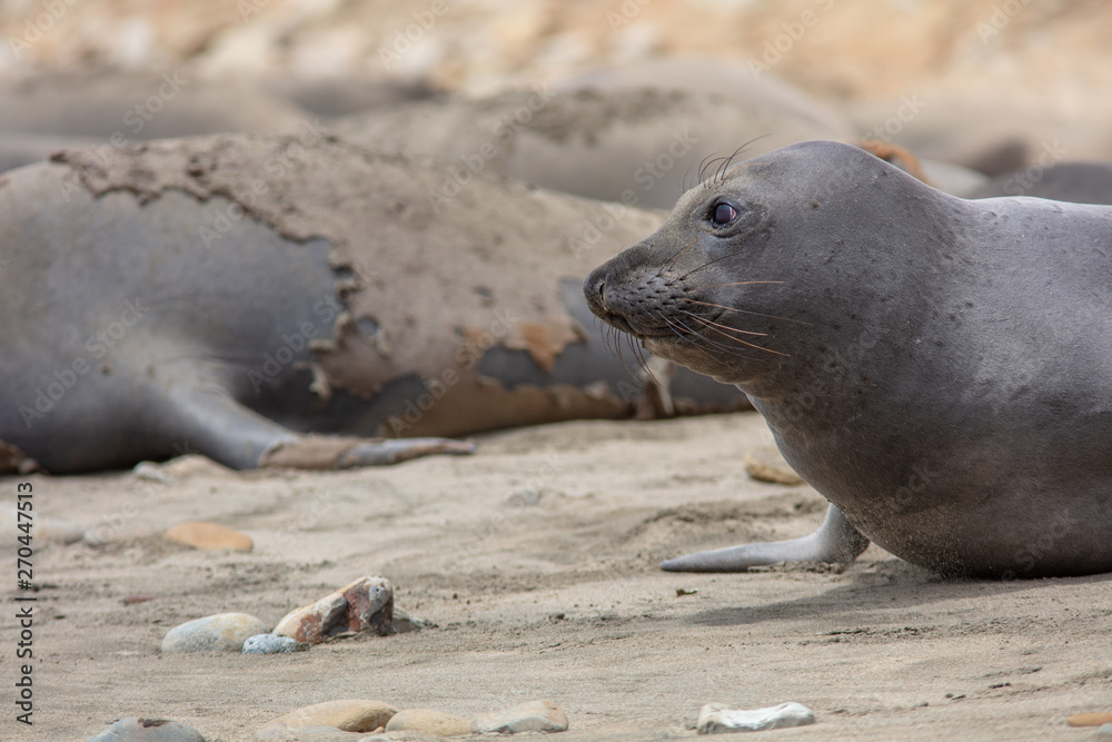 Fototapeta premium elephant seals on beach at Point Reyes