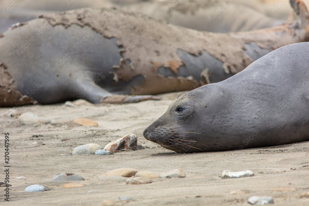 Fototapeta premium elephant seals on beach at Point Reyes