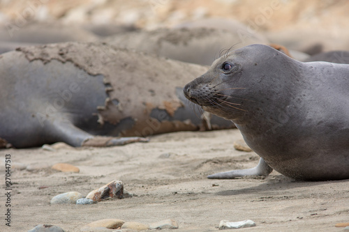 elephant seals on beach at Point Reyes