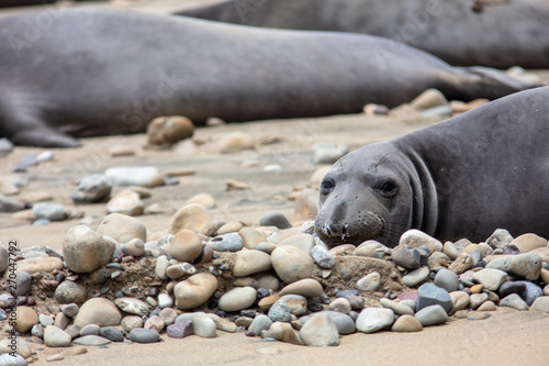 elephant seals on beach at Point Reyes
