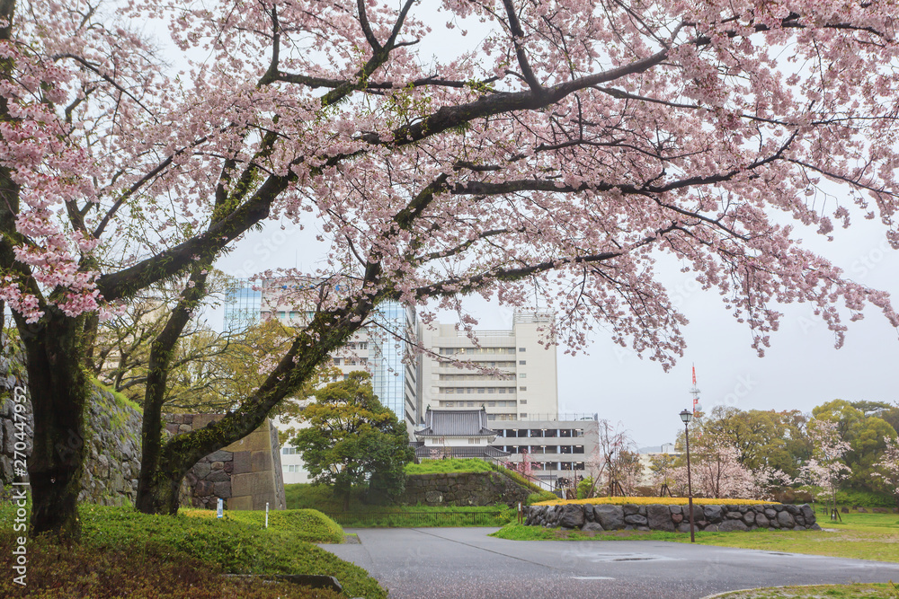 Spring season with sakura cherry blossom during raining with cityscape background in Sumpu castle park at Shizuoka prefecture, Japan