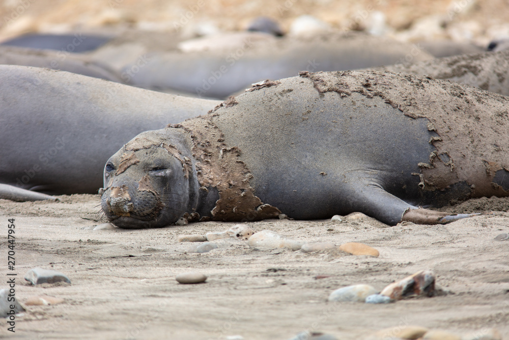 Obraz premium elephant seals on beach at Point Reyes