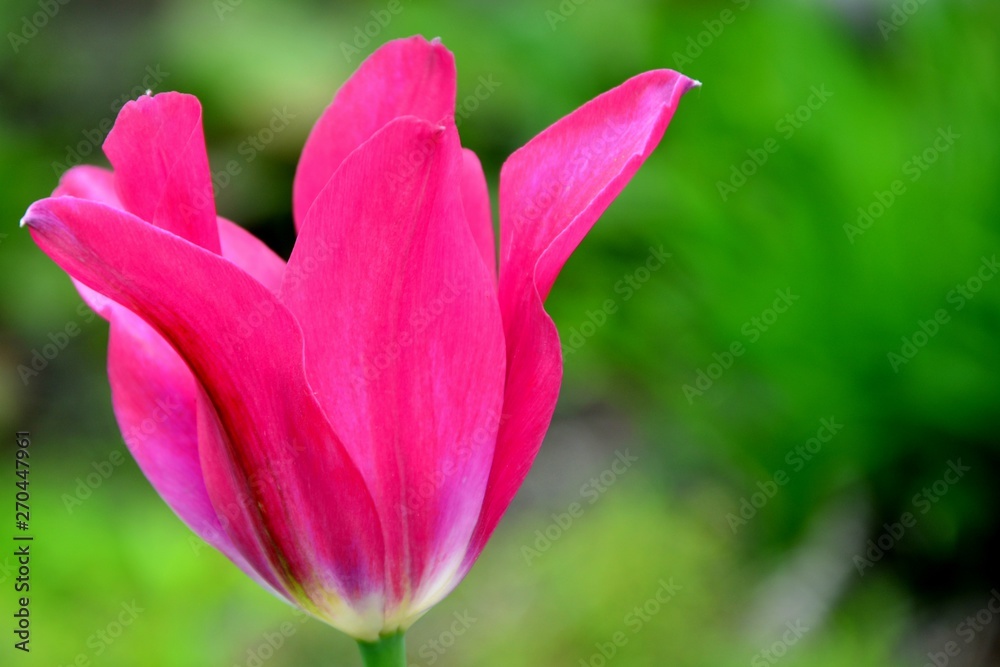Fototapeta premium Bright pink tulip in spring garden macro