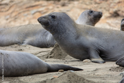 elephant seals on beach at Point Reyes