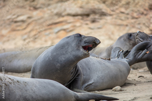 elephant seals on beach at Point Reyes