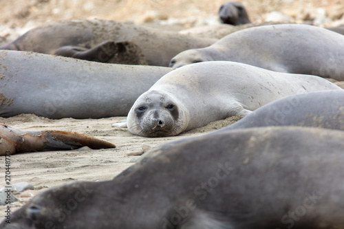 elephant seals at point Reyes 