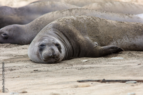 elephant seals at point Reyes