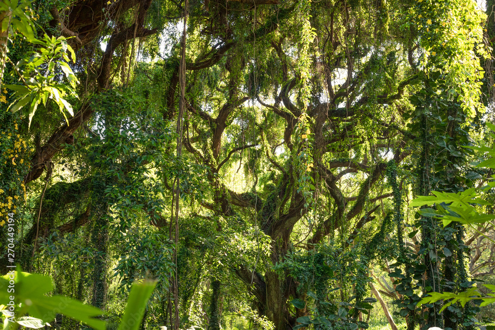 Obraz premium jungle trees 