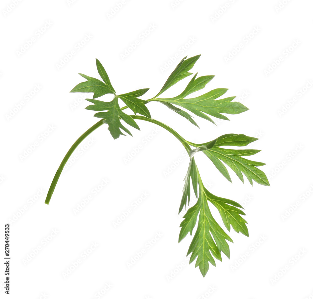 Naklejka premium Fresh green organic parsley on white background