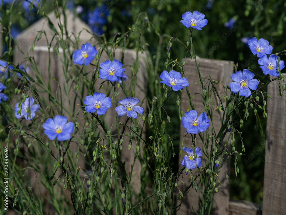 Blue flowers close-up on gray background. Blue blooming flax. Photo close up. Blue flowers close-up on gray background. Blue blooming flax. Photo close up.