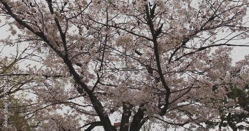 Cherry blossom at the park daytime cloudy wide shot photo