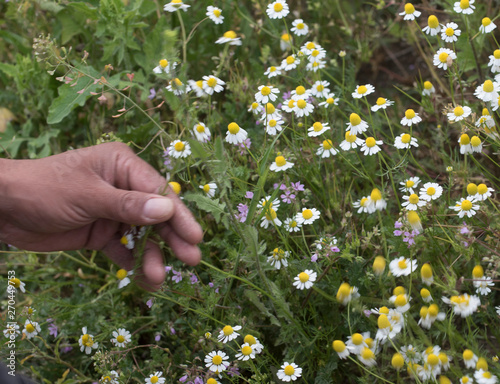 meadow with camomille and wildfowers photo