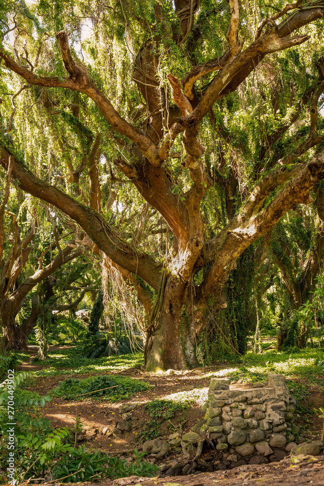 Obraz premium big tree in jungle 