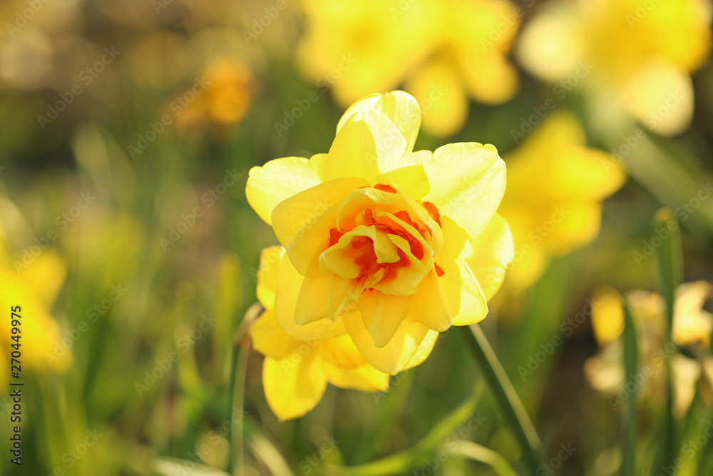 Closeup view of beautiful fresh daffodil on field, space for text. Blooming spring flowers Closeup view of beautiful fresh daffodil on field, space for text. Blooming spring flowers