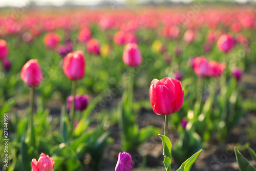 Closeup view of fresh beautiful tulips on field, space for text. Blooming spring flowers