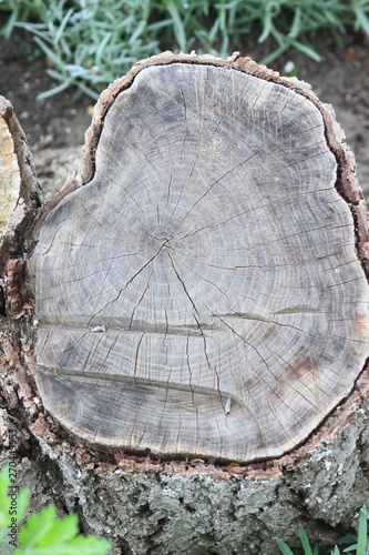trunk of a tree