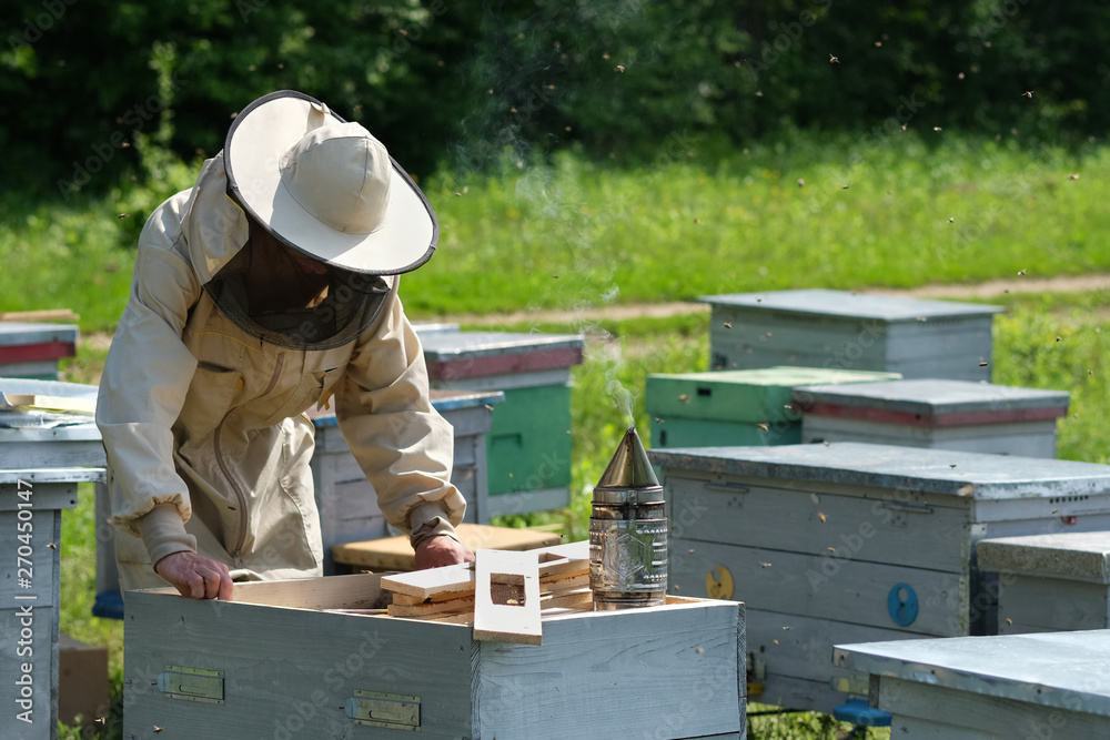 Beekeeper on apiary. Beekeeper is working with bees and beehives on the apiary. Beekeeper on apiary. Beekeeper is working with bees and beehives on the apiary.