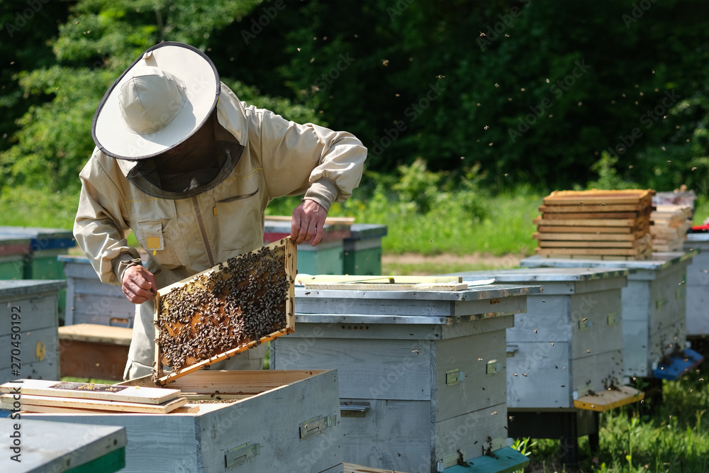 Beekeeper on apiary. Beekeeper is working with bees and beehives on the apiary. Beekeeper on apiary. Beekeeper is working with bees and beehives on the apiary.