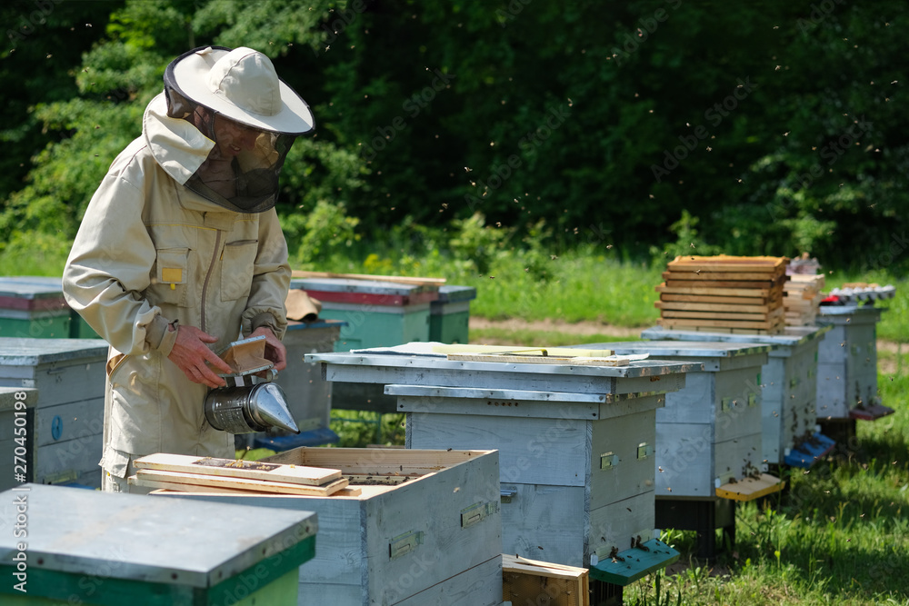 Beekeeper on apiary. Beekeeper is working with bees and beehives on the apiary. Beekeeper on apiary. Beekeeper is working with bees and beehives on the apiary.