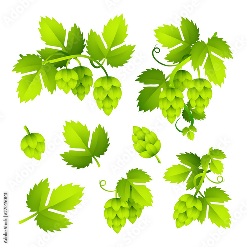 Hop colorful illustration set. Fresh green hop plant with leaves. Beer concept Realistic vector illustration can be used for topics like brewing or harvest