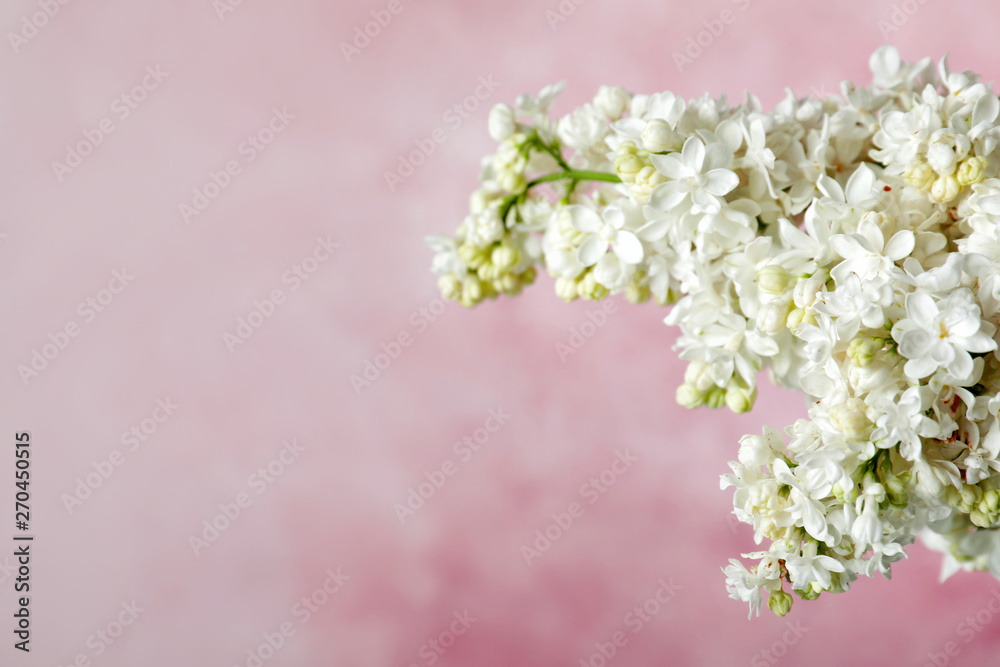 Blossoming lilac flowers against color background, closeup. Space for text