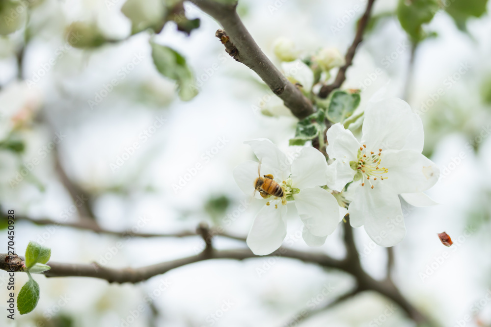 Honey bee pollinating apple blossom in spring garden