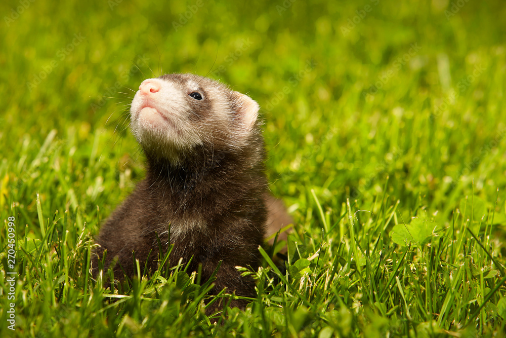 Ferret baby old about five weeks relaxing on summer grass Ferret baby old about five weeks relaxing on summer grass