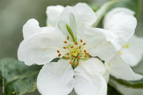 Common green lacewing on apple tree flower, beneficial predator of aphids