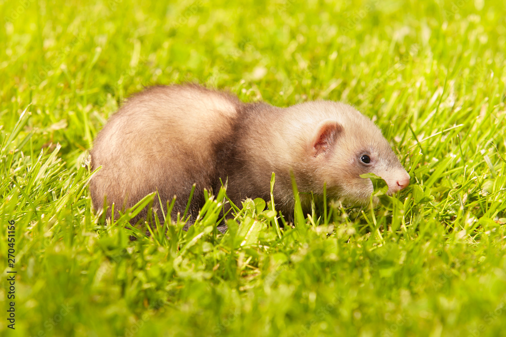 Ferret baby old about five weeks relaxing on summer grass