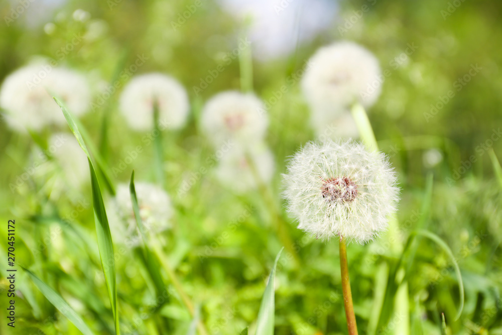 Closeup view of dandelion on green meadow, space for text. Allergy trigger Closeup view of dandelion on green meadow, space for text. Allergy trigger