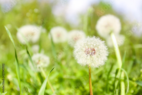 Closeup view of dandelion on green meadow  space for text. Allergy trigger