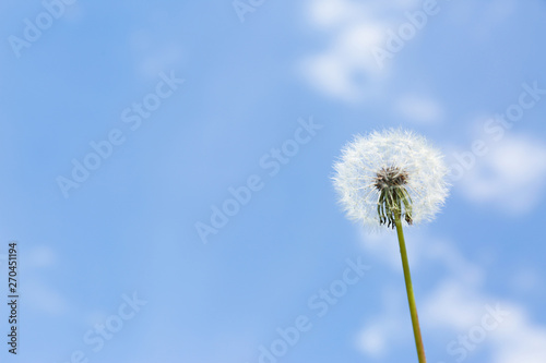 Closeup view of dandelion against blue sky, space for text. Allergy trigger © New Africa