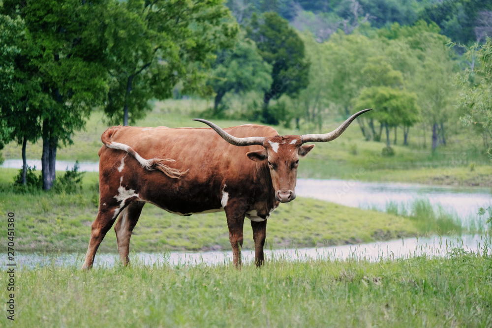 Texas Longhorn cow in scenic rural pasture on overcast day. Texas Longhorn cow in scenic rural pasture on overcast day.