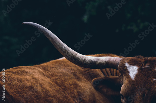 Texas longhorn cow on farm, shows detail in horn close up. photo