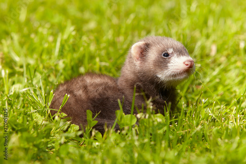 Ferret baby old about five weeks relaxing on summer grass