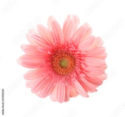 Beautiful bright gerbera flower on white background  top view