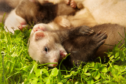 Group of ferret babies old about five weeks relaxing on summer grass © Couperfield